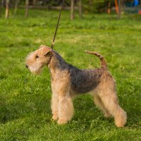 SHER ETRUSSKA SNUKKI - SHER ETRUSSKA SNUKKI Junior Champion of Russia, Junior Champion of the National Lakeland Terrier Club; Champion of Russia, RKF; RBIG, BIG-3; T-1.Рожд. 18.06.2020 (о. Hi-Kel Terrrydale Mr Bombastic at Sher м. Slicey Betty Boop) Владелец: Широкова Александра &amp; Михеева Надежда (г. Москва)